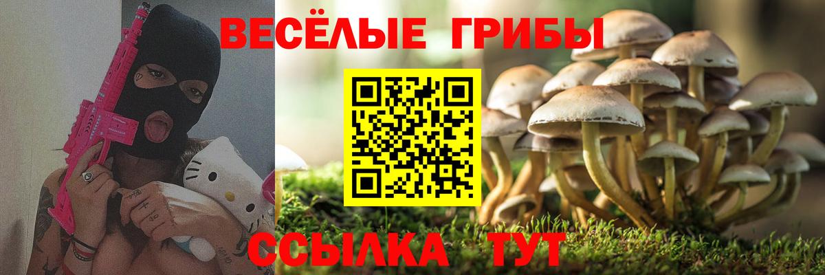 Псилоцибиновые грибы Psilocybine cubensis Керчь